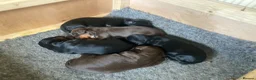 Cocker Spaniel dogs for sale: Working Cocker Spaniel last puppy male - Advert 19