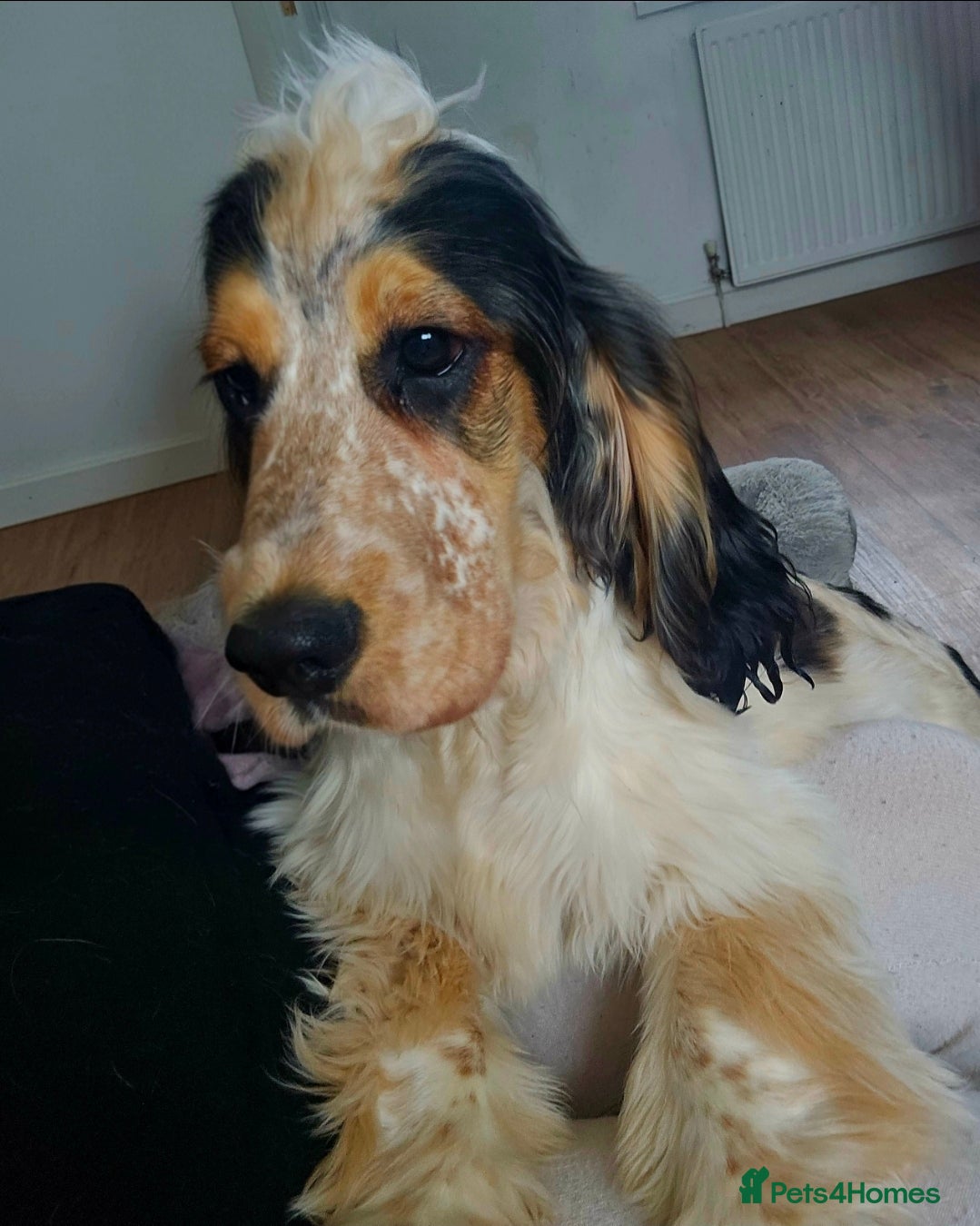 Cocker Spaniel dogs for sale: Beautiful male show cocker  - Advert 7