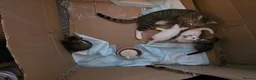 Mixed Breed cats for sale: 3 female kittens in Glasgow - Advert 6