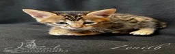 Savannah cats for sale: Excellent Quality Tica Registered Purebred kittens - Advert 12