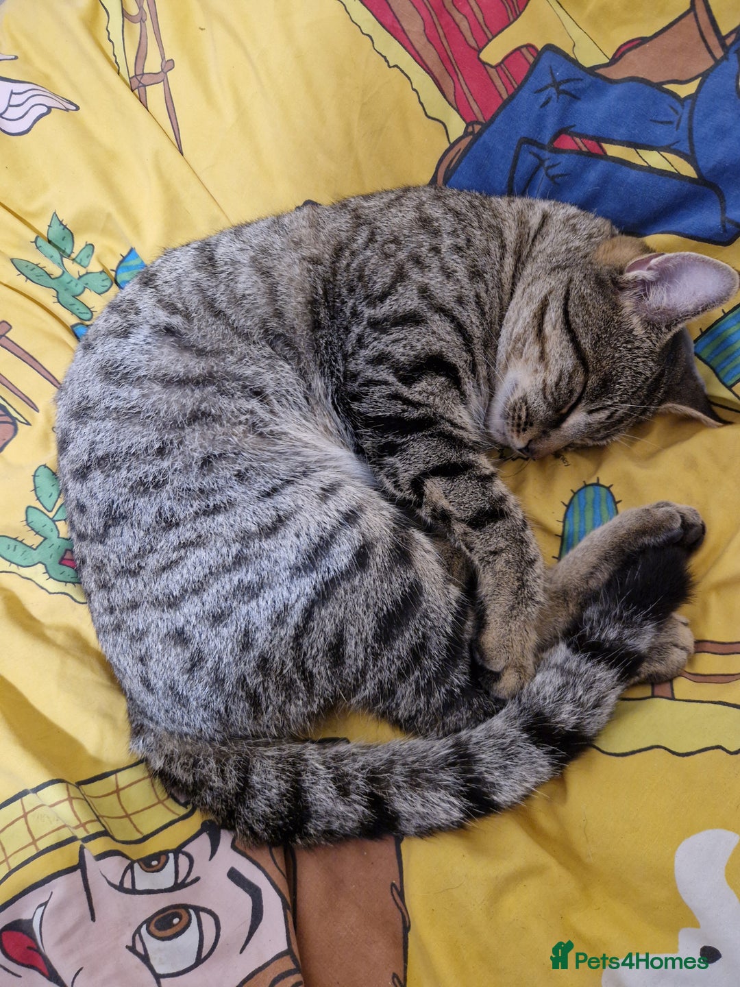 Ragdoll cats for sale: Ragdoll x Egyptian Mau - Advert 9