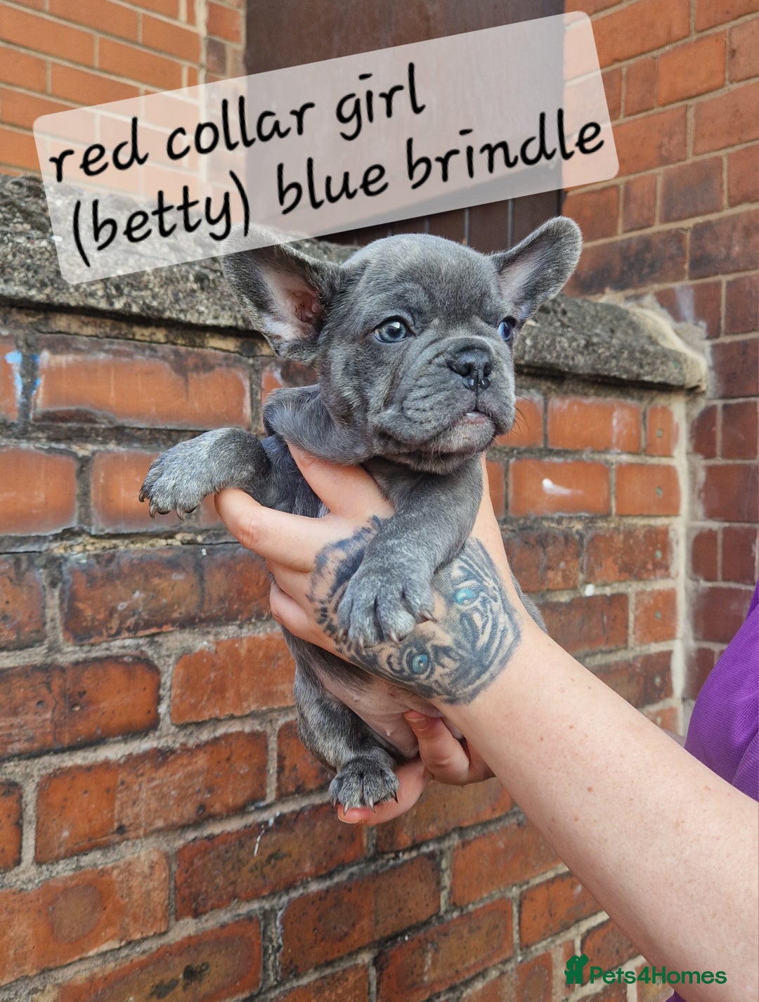French Bulldog dogs for sale: Beautiful brindle french-bulldog girl left!  - Image 12