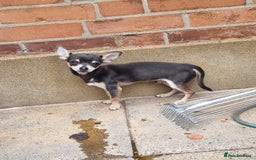 Chihuahua dogs for stud: Beautiful tri lilac boy - Image 2