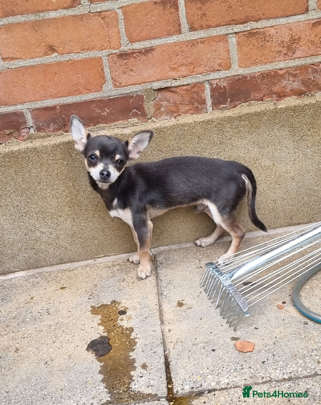 Chihuahua dogs for stud: Beautiful tri lilac boy - Image 2