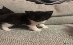 Mixed Breed cats for sale: Kittens for sale  - Advert 5