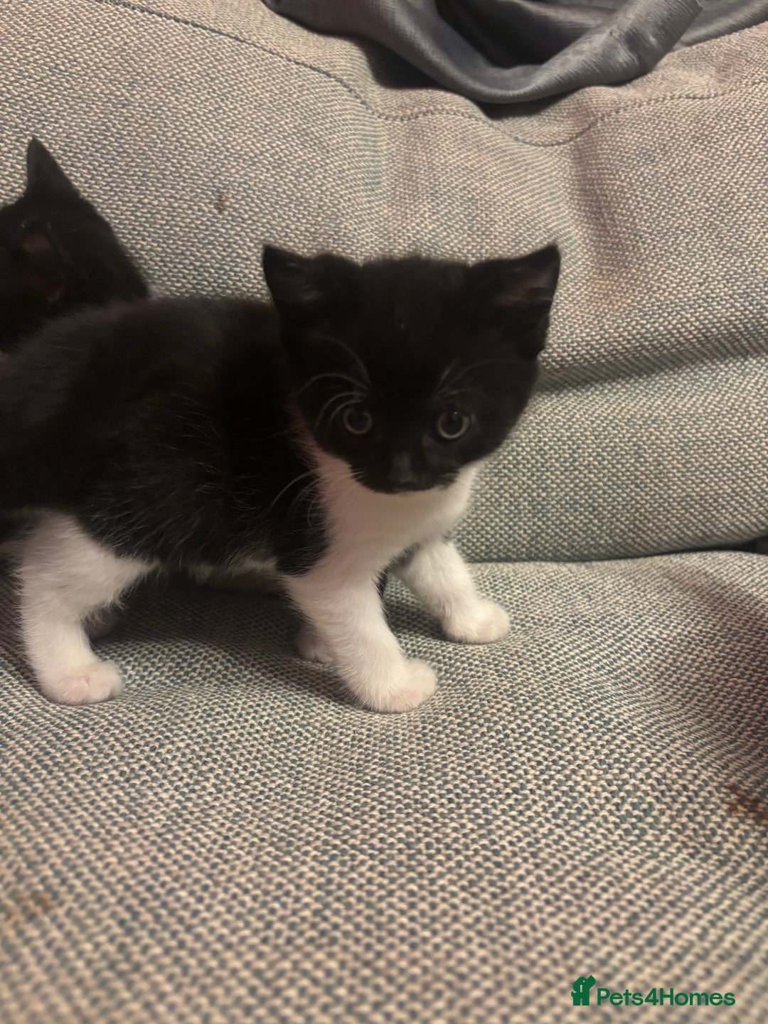 Mixed Breed cats for sale: Kittens for sale  - Advert 5