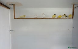 Canaries birds for sale: Canary - Image 10