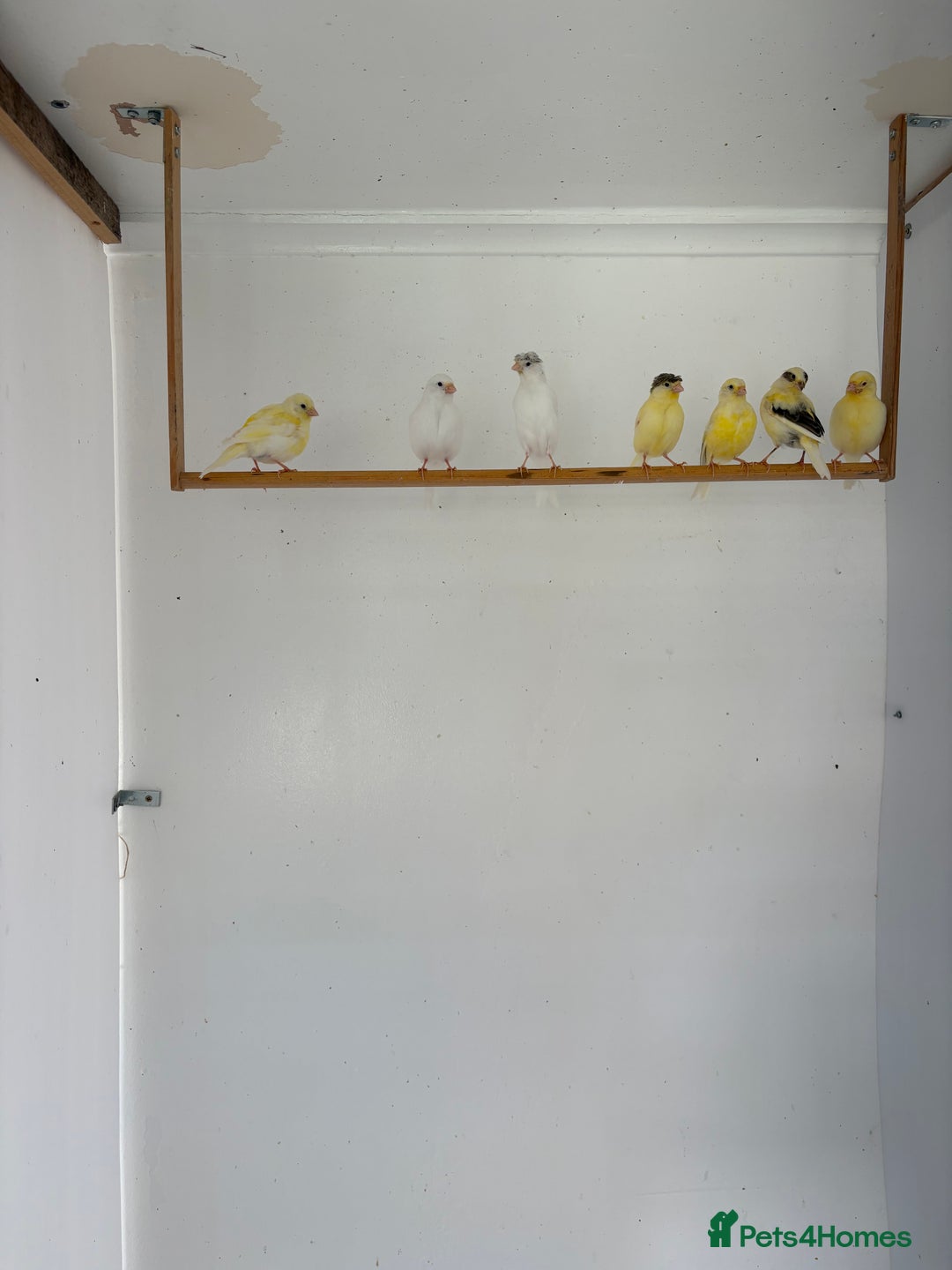 Canaries birds for sale: Canary - Image 10