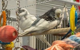 Budgerigars birds for sale: Bonded untamed budgies for sale - Image 7