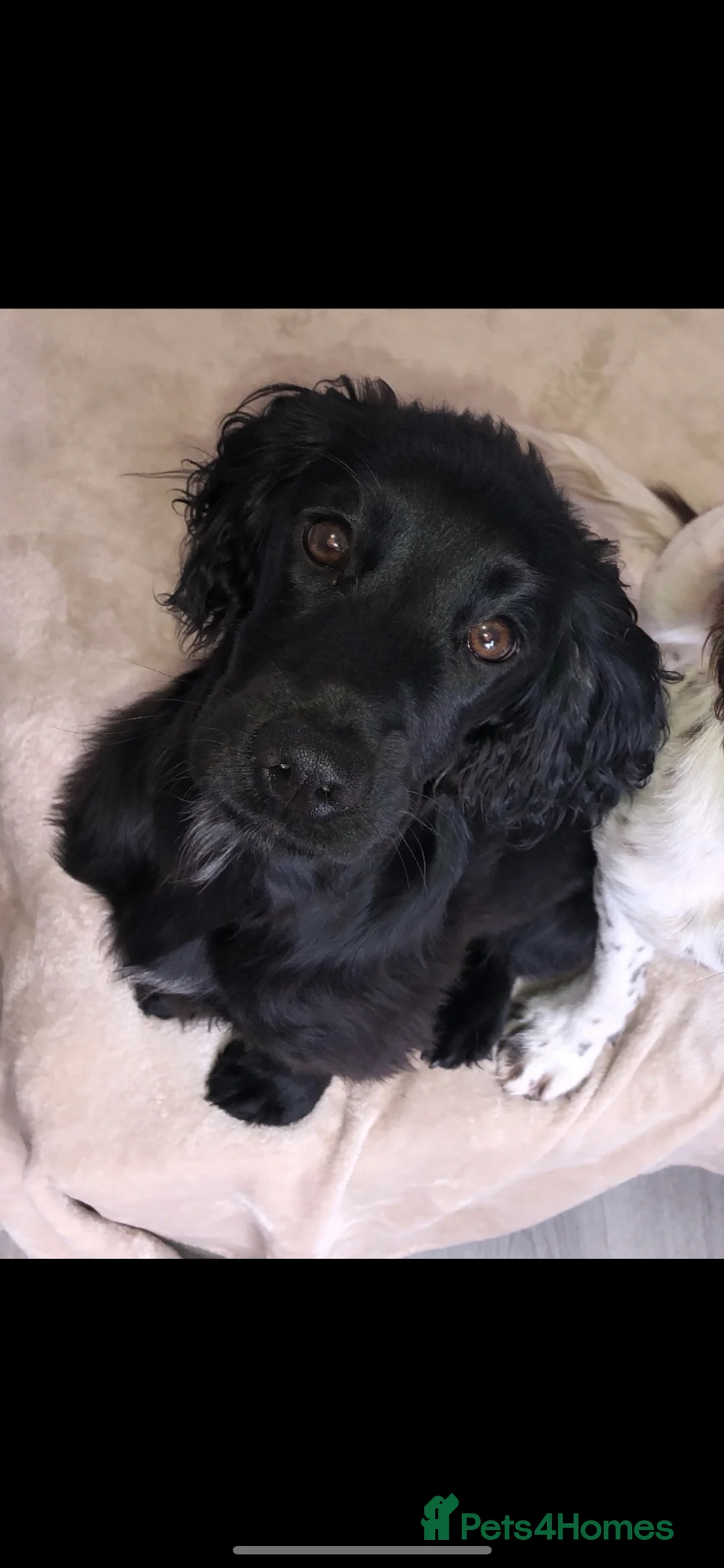 Cocker Spaniel dogs for sale: River 🩷 in Doncaster - Advert 2