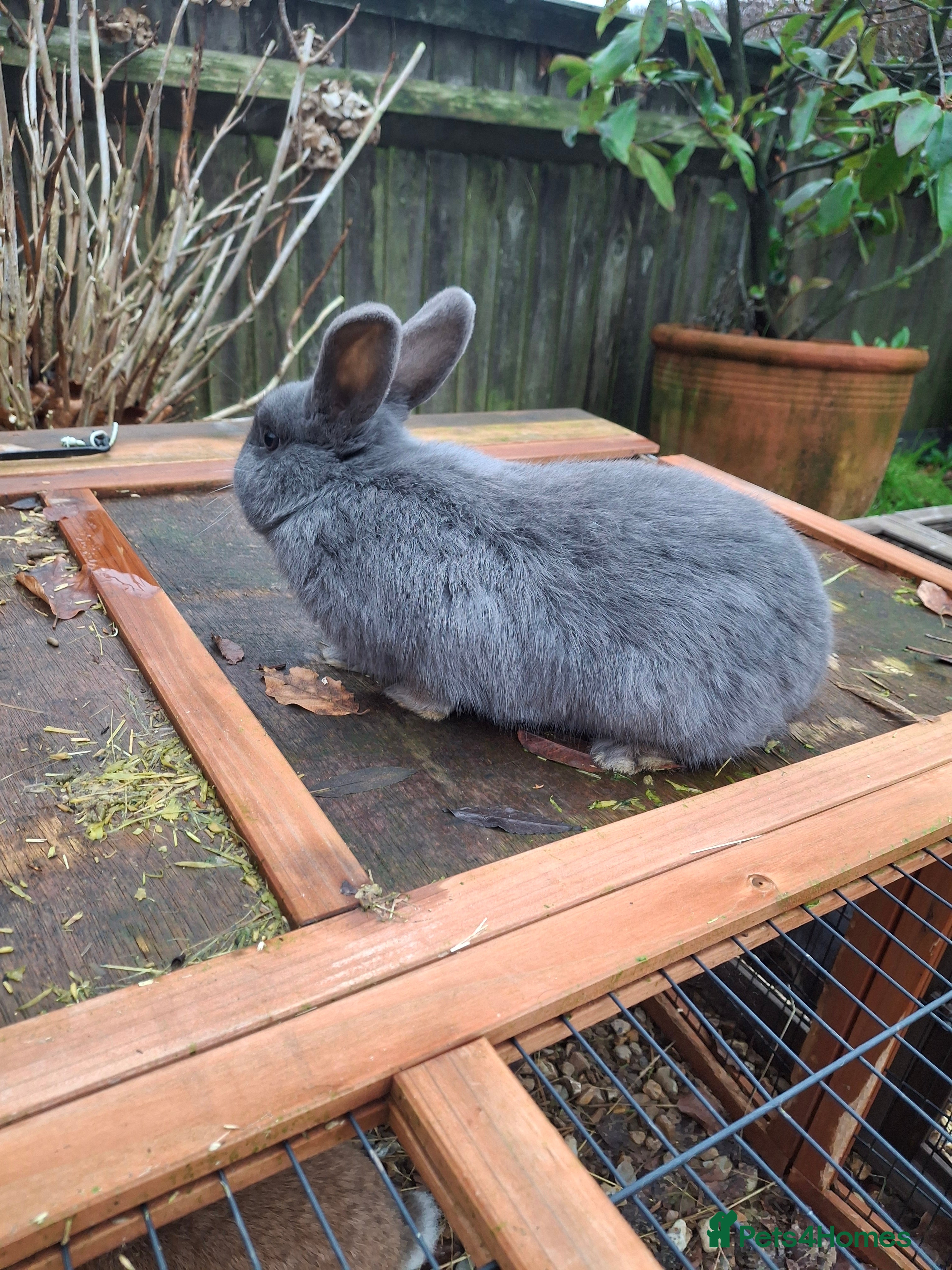 Mixed Breed rabbits Mini lop x rex - Advert 14
