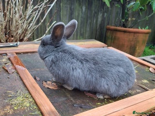 Mixed Breed rabbits Mini lop x rex - Advert 14
