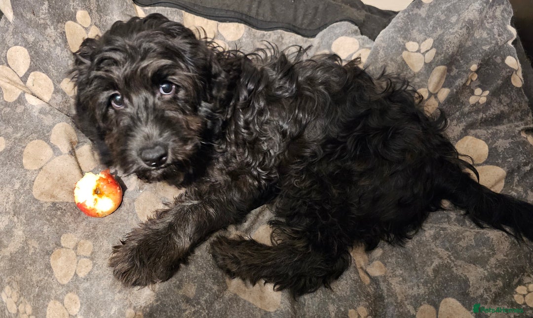 Cockapoo dogs for sale: Last Black Male Cockapoo Pup Remaining - Advert 5