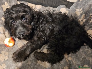 Cockapoo dogs Last Black Male Cockapoo Pup Remaining - Advert 5
