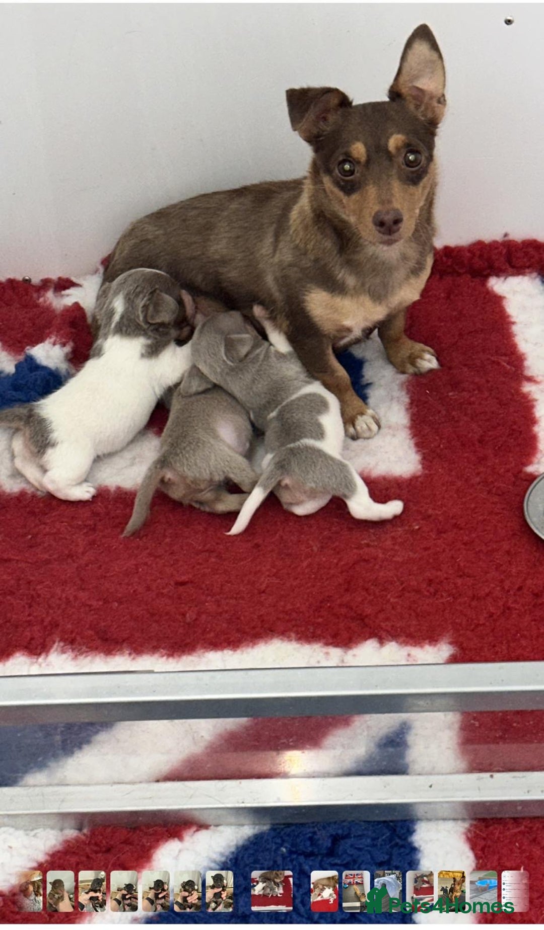 Jack Russell dogs for sale: Miniature Jack Russel puppies very very small  - Image 7
