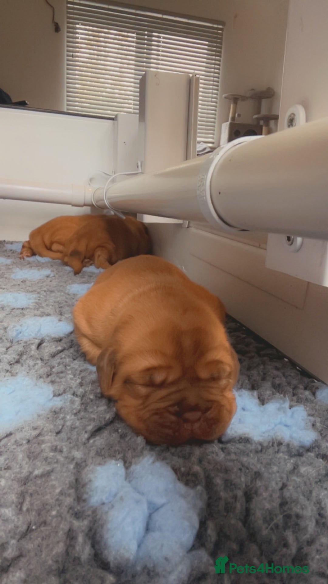 Dogue De Bordeaux dogs for sale: Beautiful KC Dogue De Bordeaux Puppies - Image 17