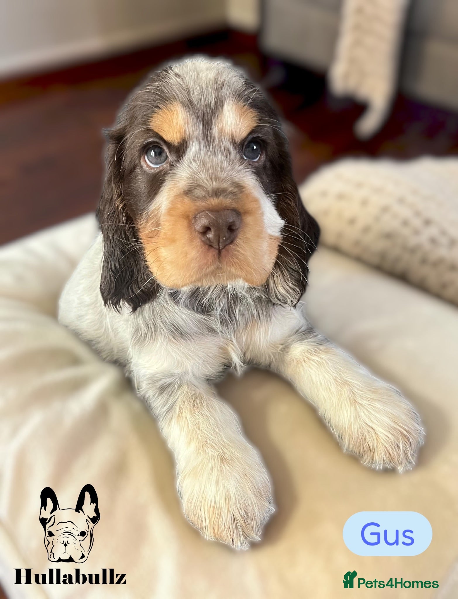Cocker Spaniel dogs Health tested Show type Roan Cocker Spaniels  - Advert 2