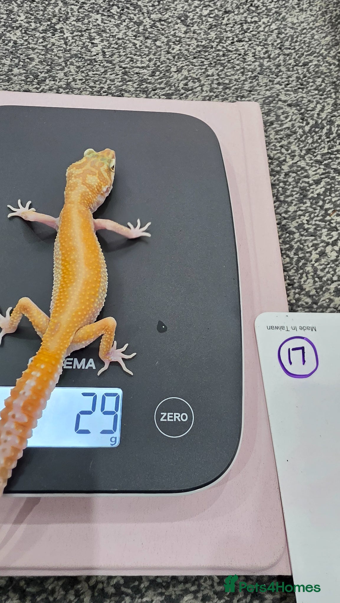 Leopard Gecko reptiles Various young leopard geckos for sale. Bolton.  - Advert 7