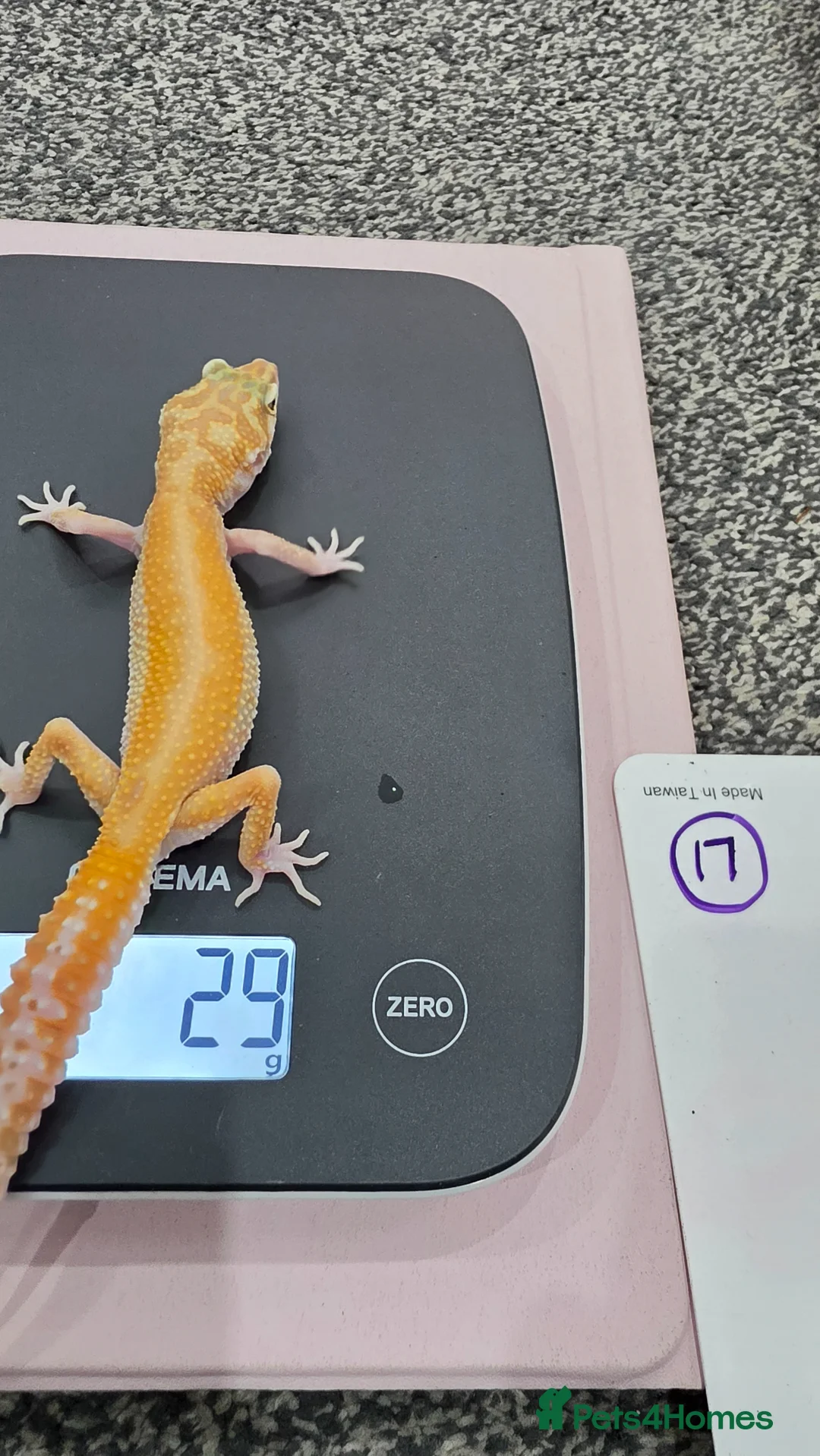 Leopard Gecko reptiles for sale: Various young leopard geckos for sale. Bolton.  - Advert 1
