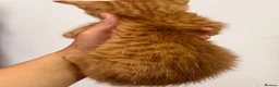 Mixed Breed cats for sale: Kittens  - Advert 5