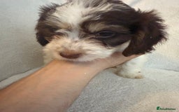 Cockapoo dogs for sale: Adorable Cockapoo puppies 🤍 - Image 5