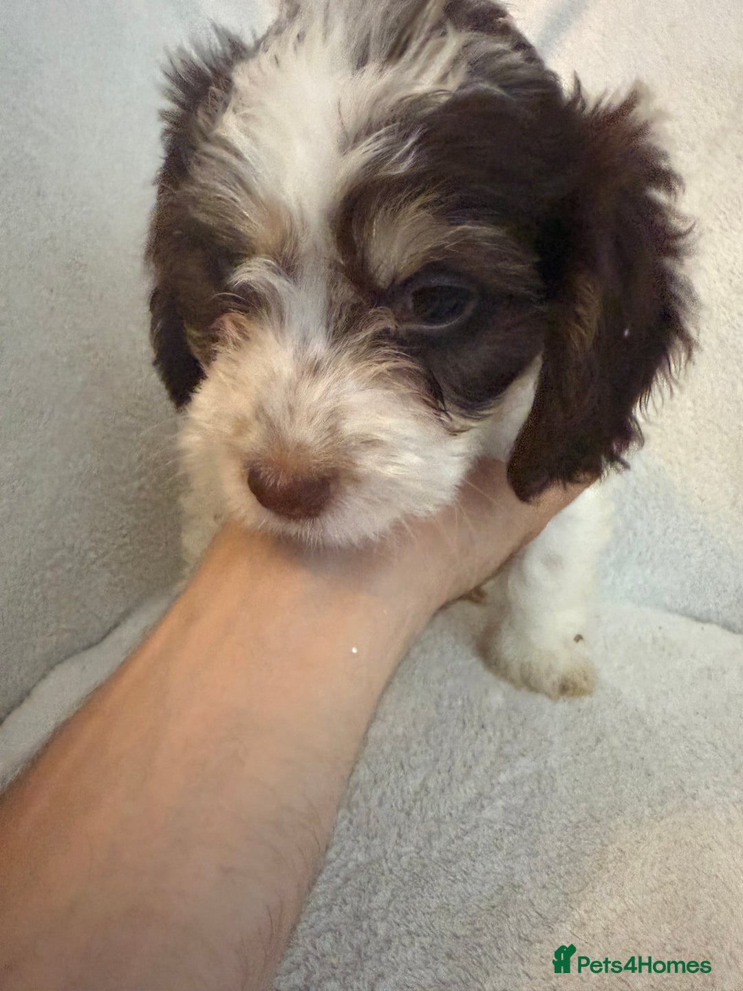 Cockapoo dogs for sale: Adorable Cockapoo puppies 🤍 - Image 5