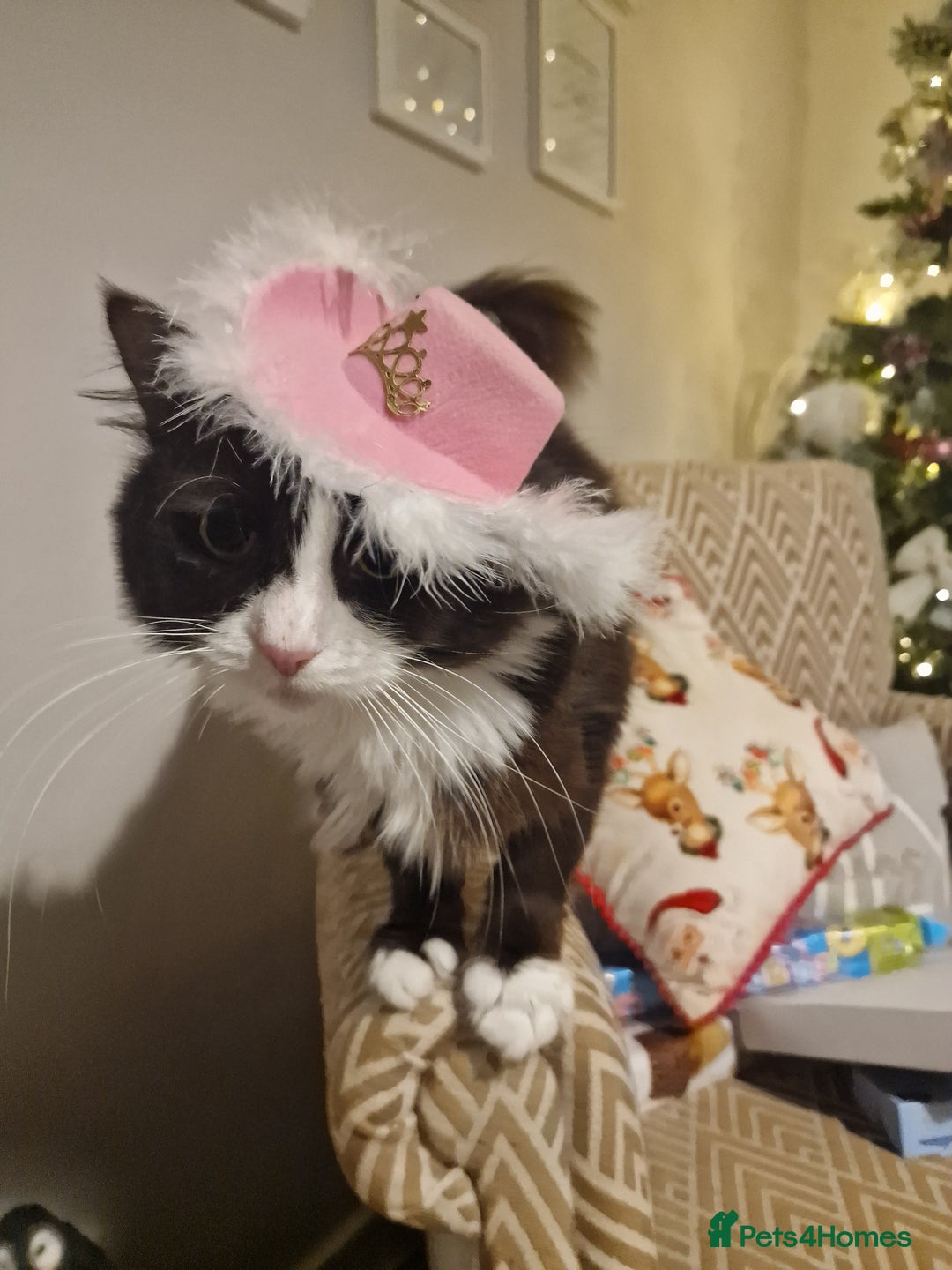 Mixed Breed cats for adoption: Loved family cats in need of a loving home  - Advert 15