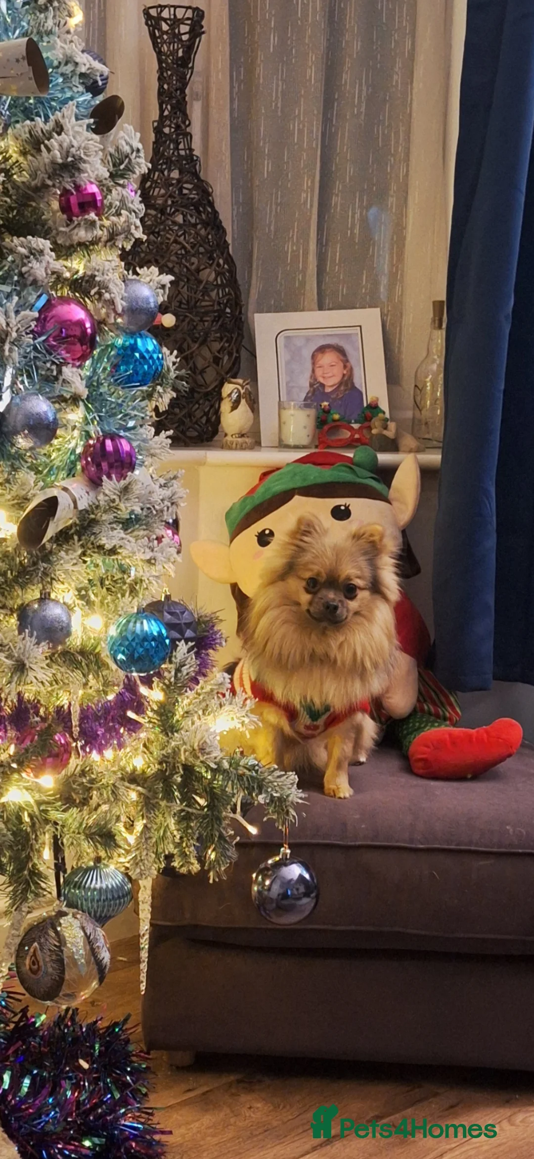 Pomchi dogs for sale: Beautiful pomchie boy - Advert 3