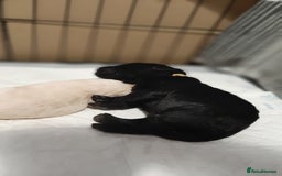 Labradoodle dogs for sale: Labradoodle double doodle pups ready 9th November  - Image 12