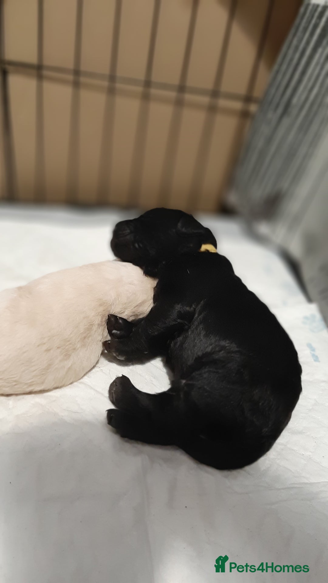 Labradoodle dogs for sale: Labradoodle double doodle pups ready 9th November  - Image 12