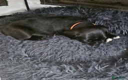 Mixed Breed dogs for sale: Reduced to 400 - Image 6