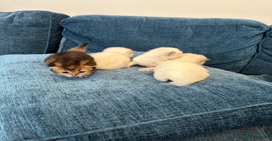 British Longhair cats - Advert 4