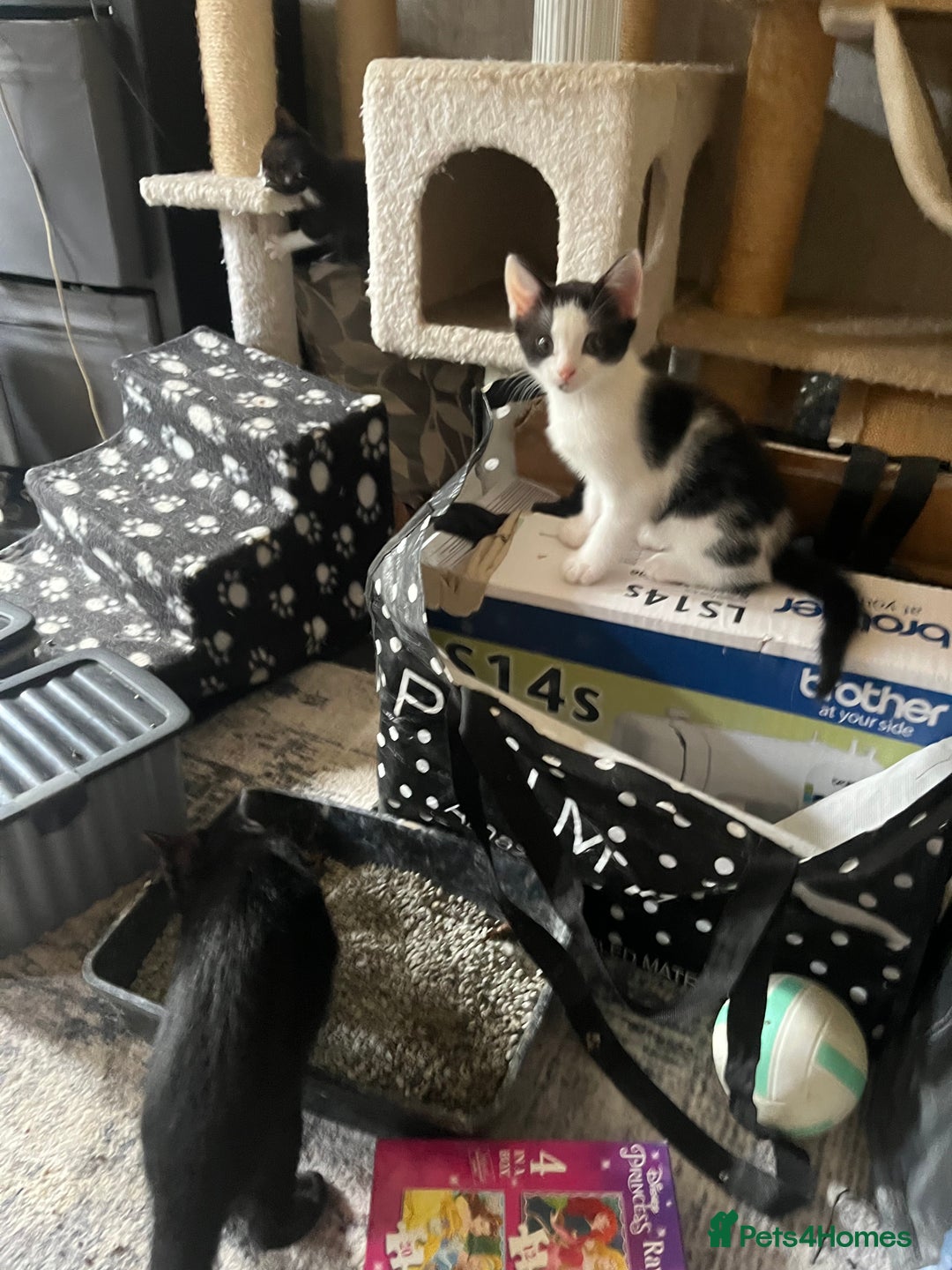 Mixed Breed cats for sale: Scottish fold cross for sale  - Image 7