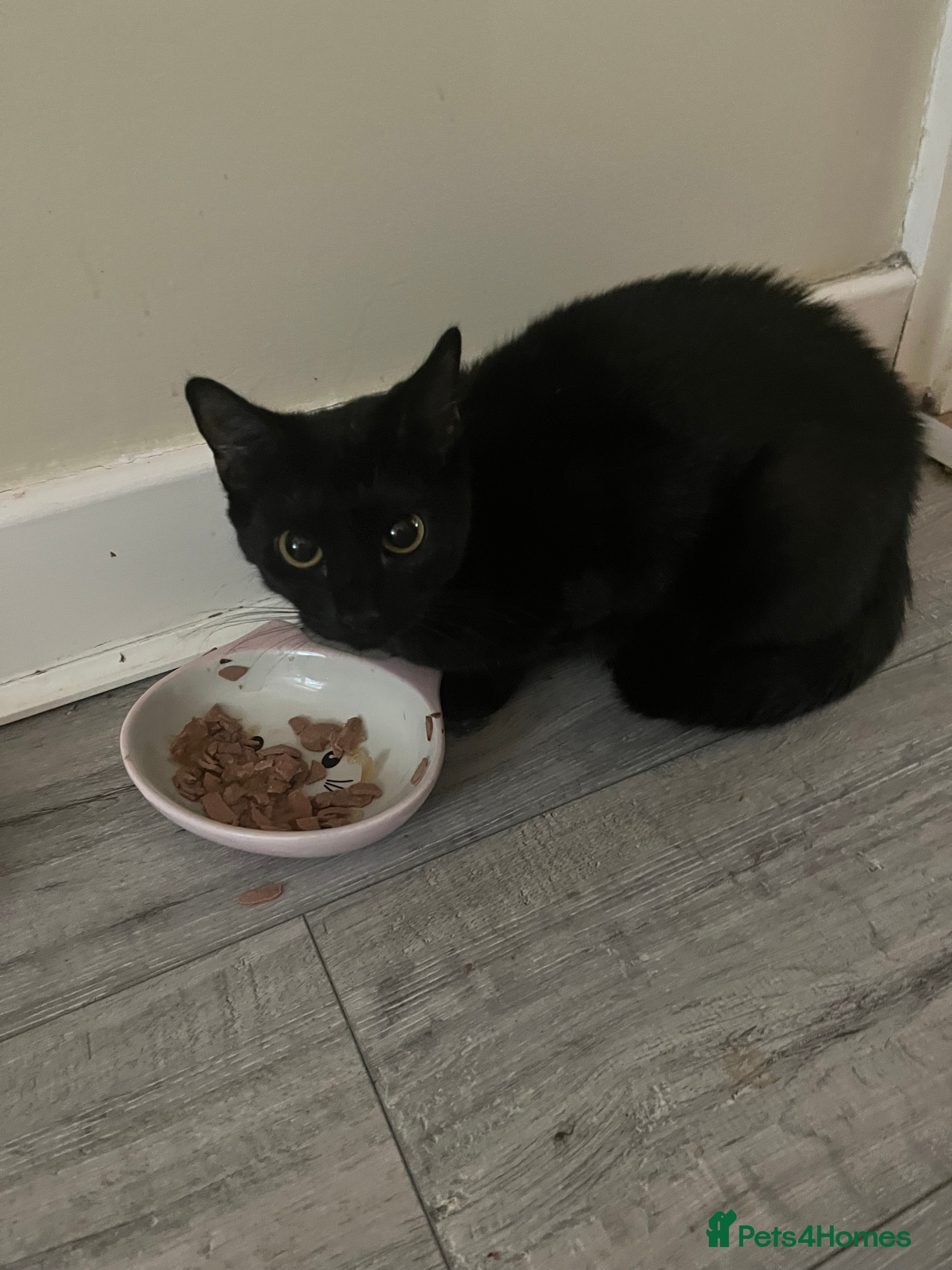 Mixed Breed cats Beautiful Little Girl  - Advert 1