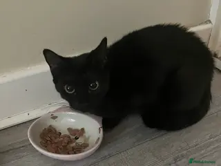 Mixed Breed cats Beautiful Little Girl - Advert 1