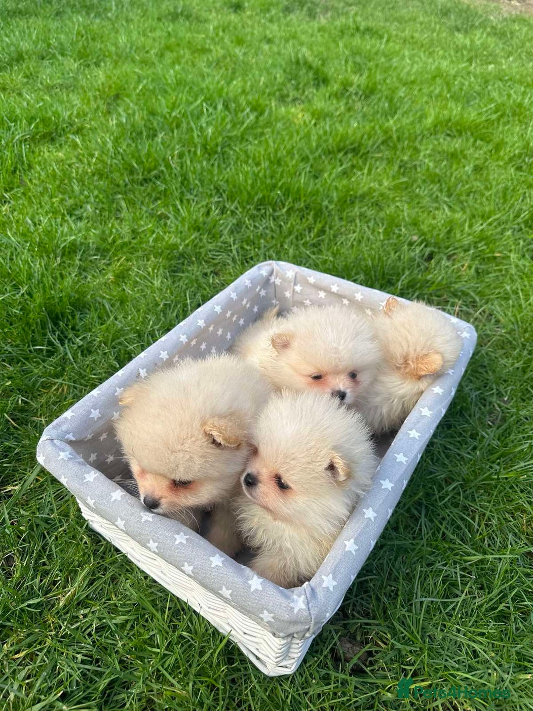 Pomeranian dogs for sale: Adorable Pomeranian Puppies for Sale!  - Image 5