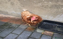 Chickens poultry for sale: 2 chicken's 2 roosters for sale  - Image 6