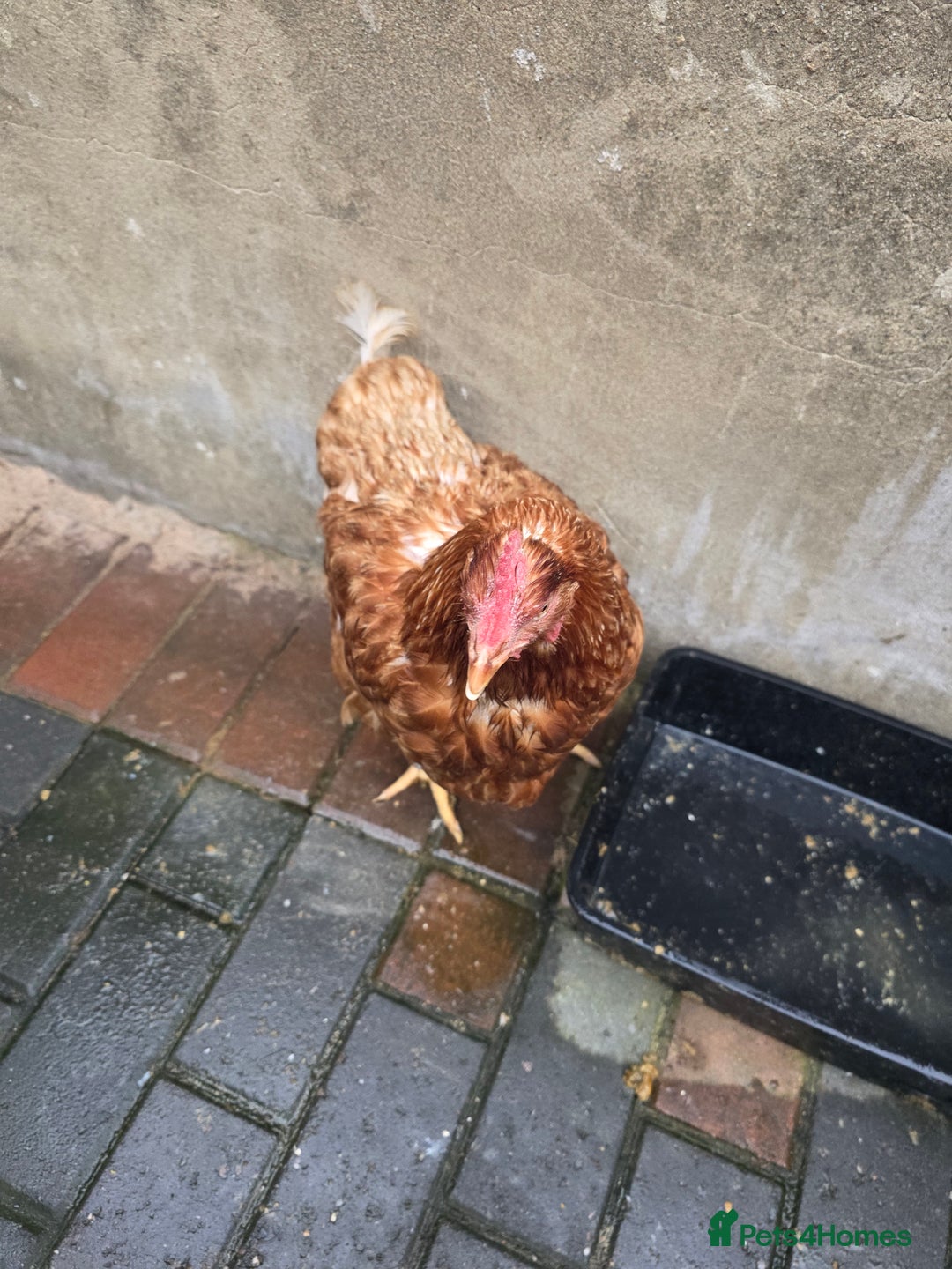 Chickens poultry for sale: 2 chicken's 2 roosters for sale  - Image 6