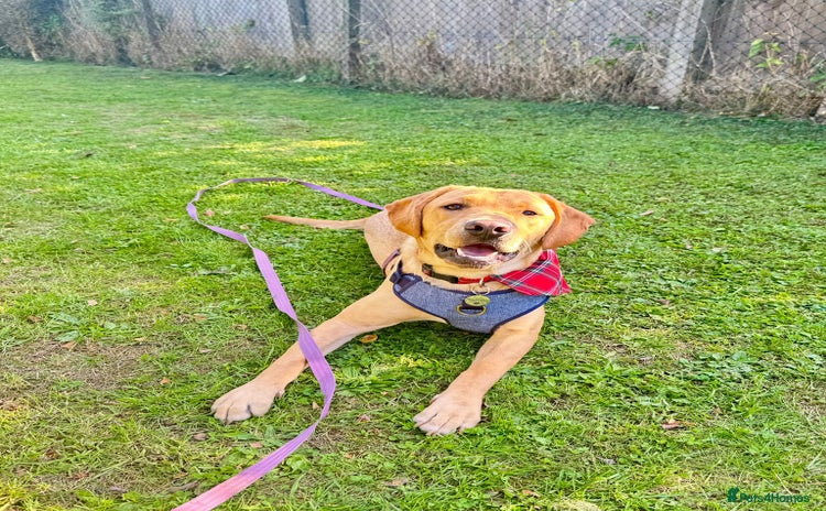 Labrador Retriever dogs - Advert 8