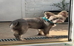 French Bulldog dogs for sale: Fluffy French bulldog and big rope French bulldog - Image 5