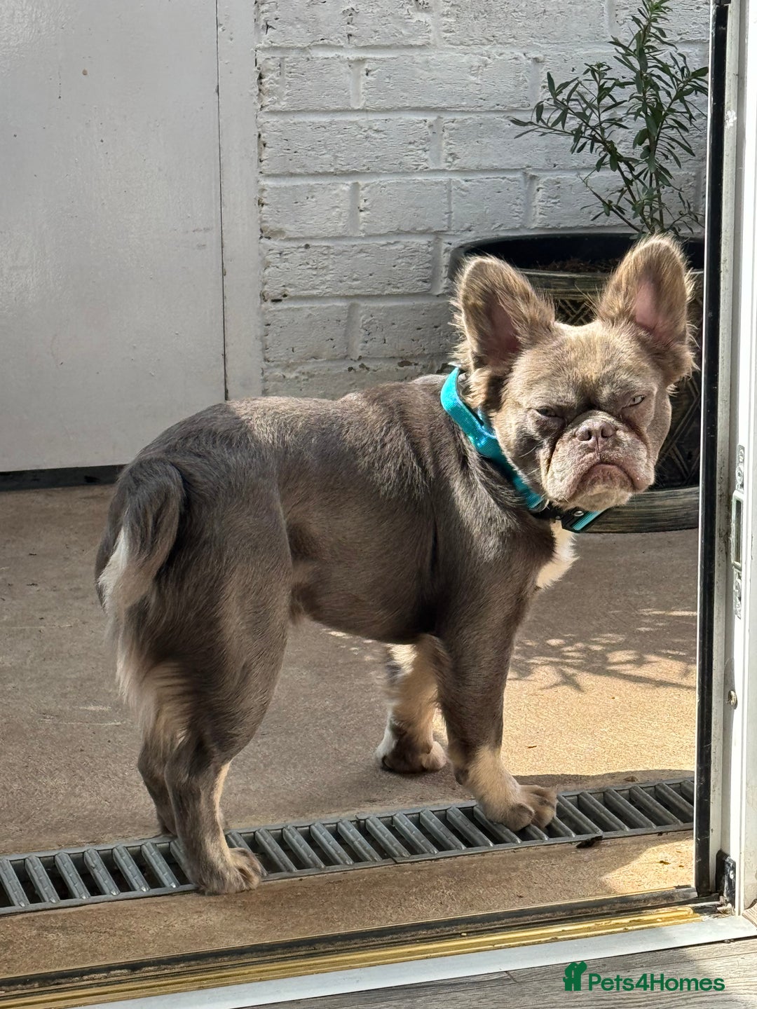 French Bulldog dogs for sale: Fluffy French bulldog and big rope French bulldog - Image 5