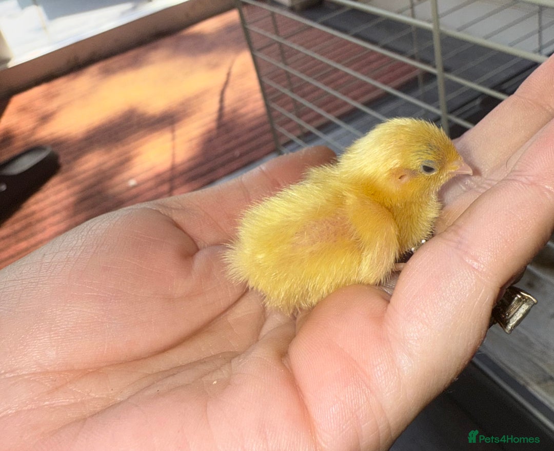 Quail poultry for sale: 2 day old quails £20 for all 5  - Image 3