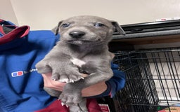 Lurcher dogs for sale: Narla and blue's pups - Image 4
