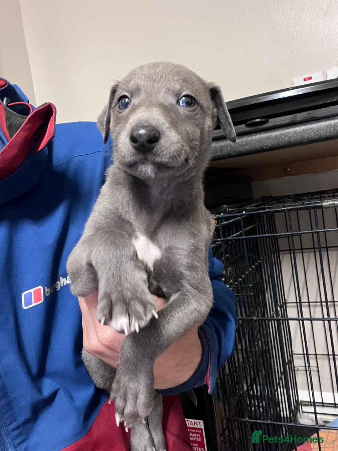 Lurcher dogs for sale: Narla and blue's pups - Image 4