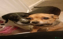 Mixed Breed dogs for sale: Two beautiful dogs for sale  - Image 2