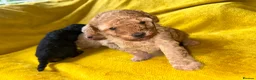 Toy Poodle dogs for sale: Kc toy poodle puppies - Advert 7
