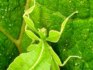Stick Insects invertebrates - Advert 19