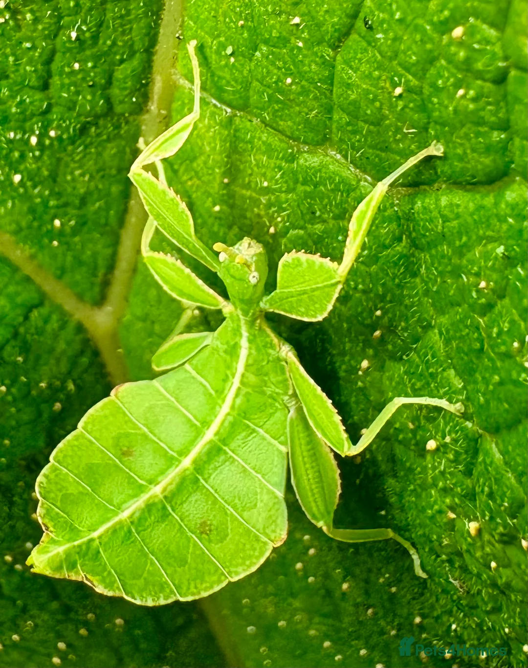Stick Insects invertebrates for sale: Phyllium philippinicum nymphs (leaf insects) - Advert 1