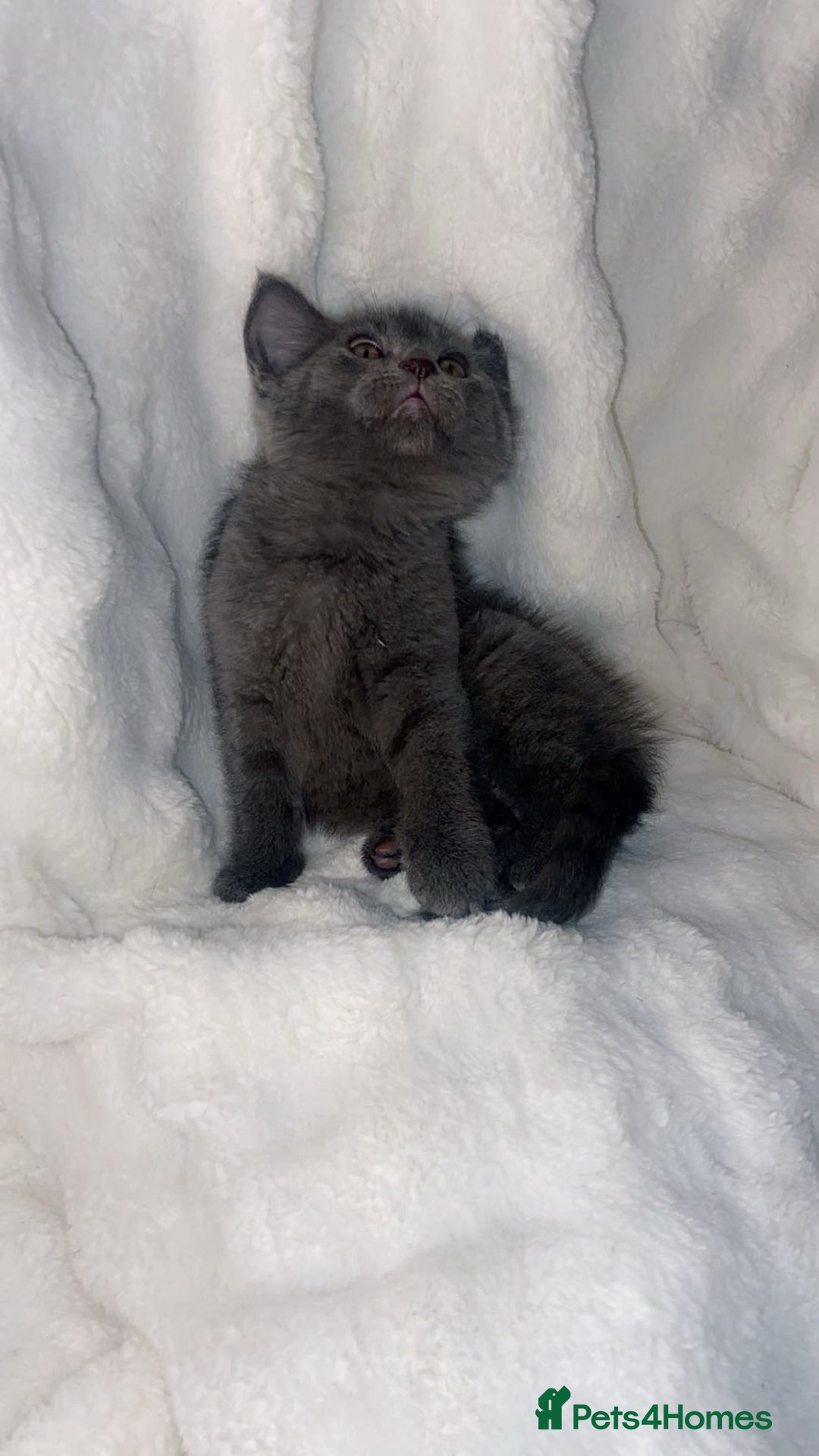 British Shorthair cats for sale: British shorthair x sypnx kitten for sale. - Advert 5