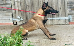 Belgian Shepherd Dog dogs for sale: Belgian Malinois / Dutch Herder  - Image 16